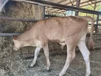 Toro, Raza Jersey — foto 3