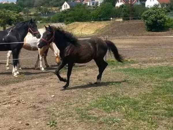 Caballo, Hucul pony