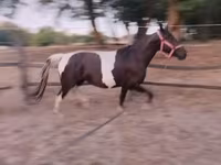 घोड़ी, Appaloosa — फ़ोटो 8