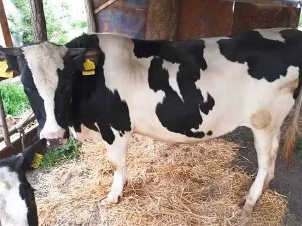 公牛, Russian Black pied cattle