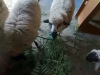 Oveja, Ovejas — foto 4