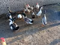 Ducks — Foto 4