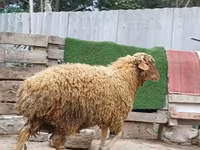 Bélier, Moutons — photo 6