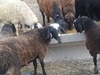 Bélier, Moutons — photo 1