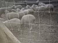Sheep, Sheep — photo 1