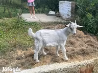 Ziegenbock, Ziegen — Foto 2