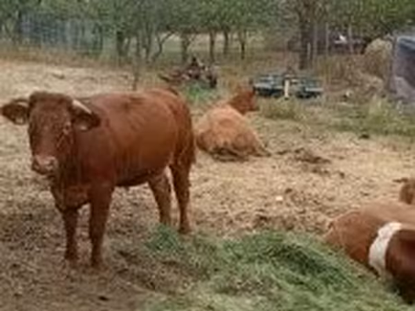 Touro, Vaca Limousine — Hungria