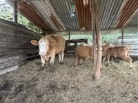 Vaca, Simmental cattle — foto 3