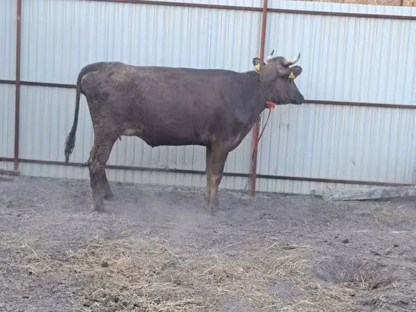 İnək, Swiss cattle