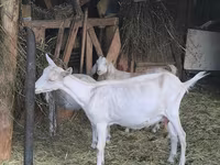 Chèvre, Alpine goat — photo 1