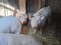 Boar, Pigs — photo 4