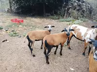 Қошқар, Cameroon sheep — 6-сурет