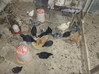 Australorp — photo 3