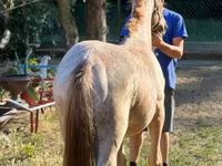 Pastuv, Коњи — fotografija 2