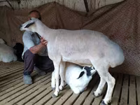 Ovan, Hissar sheep — fotografija 5
