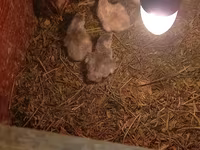 Chickens — fotografija 4