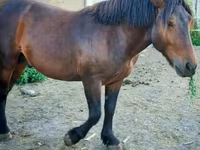 Cheval, Međimurje horse — photo 4