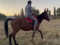Égua, Cavalos — foto 3
