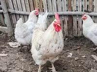Chickens — الصورة 1