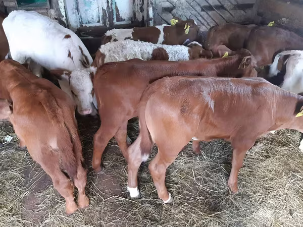 Bik, Simmental cattle