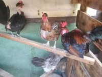 Chickens — 写真 2
