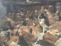 Chickens — Foto 3