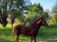 Kobila, Skyros Pony — fotografija 3