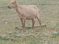 公山羊, Alpine goat — 照片 1