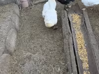 Ducks — फ़ोटो 2