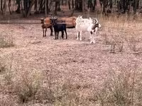 母山羊, Goats — 照片 1