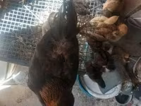 Chickens — 写真 5
