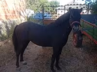 Cavalo, Cavalos — foto 2