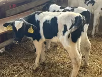 Bulle, Russian Black pied cattle — Foto 3