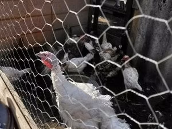 Turkeys