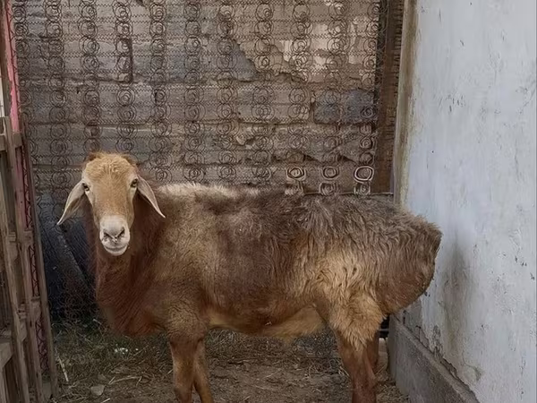 Baran, Edilbay sheep