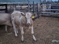 Touro, Simmental cattle — foto 3