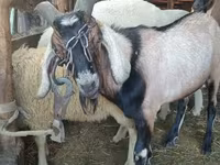 Ovan, Lacaune sheep — fotografija 3