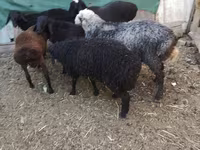 Qoç, Arabi sheep — foto 8