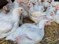 Chickens — الصورة 4