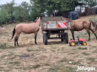 Caballo, Caballos — foto 1