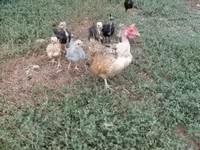 Chickens — foto 2