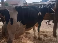 公牛, Limousin cow — 照片 2