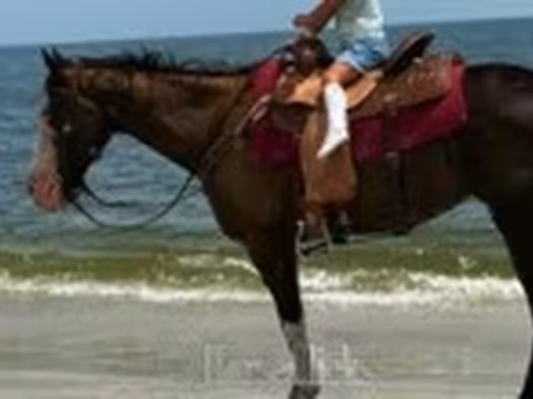 Kobila, American paint horse
