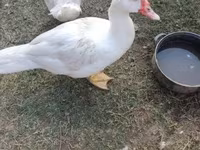 Ducks — foto 3