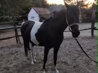 Kobyła, Appaloosa — zdjęcie 7