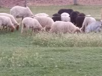 Qoʻchqor, Racka sheep — 4-rasm