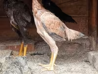Chickens — Foto 1