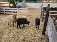 Carnero, Racka sheep — foto 2