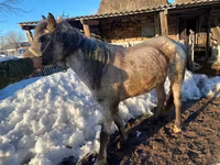 Égua, Kazakh horse — foto 3