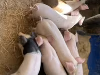 Cerdos (lote, sexo no especificado), Cerdos — foto 1
